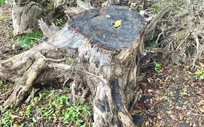 庭や敷地内の木材や切り株